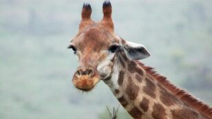 Earth’s Tallest Land Animal Needs Endangered Species Protection