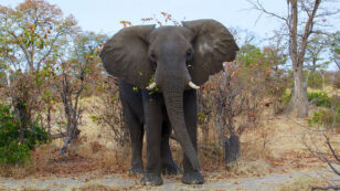 Hunters Banned in Botswana After Shooting and Killing Research Elephant