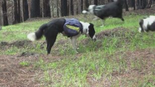 Border Collies Work to Reseed a Forest Burned by Wildfires in Chile