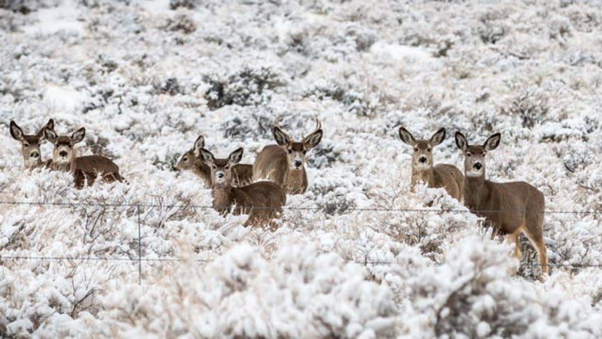 Deer in a field of snow in Oregon.