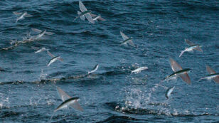 Watch These Flying Fish Make Spectacular Escapes From Their Predators