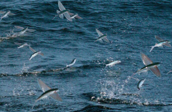 Watch These Flying Fish Make Spectacular Escapes From Their Predators