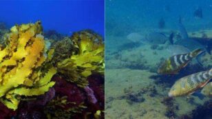Australia’s Other Great Reef Wiped Out by Super-Warm Seas