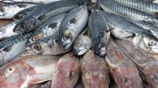 Global Fish Stocks Depleted to ‘Alarming’ Levels