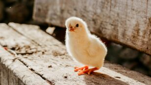Animal Rights Group Hopes to Turn Poultry Farmers into Plant Growers