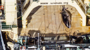 Sea Shepherd Spots Dead Whale on Japanese Ship in Australian Sanctuary