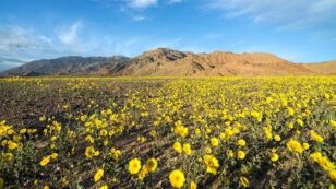 Hottest and Driest Place in North America Is Experiencing a Rare and Spectacular ‘Super Bloom’