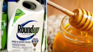 FDA Finds Glyphosate in Honey