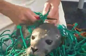 Well Done Guys! Fishermen Rescue Baby Seal Stuck in Plastic Netting