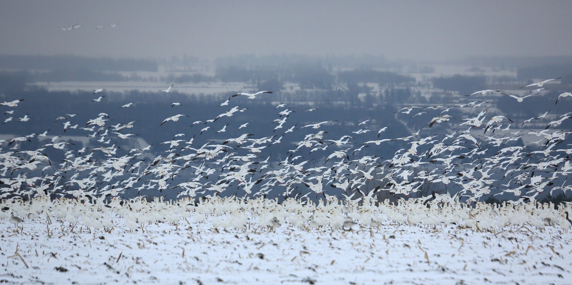 10,000 Snow Geese Die After Landing on Toxic Mining Waters in Montana ...
