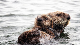 Newborn Sea Otter Reunited With Mom in Sweet and Rare Rescue