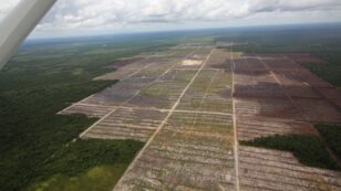 World’s Largest Palm Oil Trader Ramps Up Zero-Deforestation Efforts