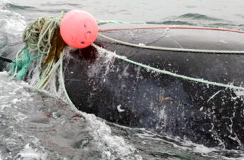 2 Critically Endangered Right Whales Found Dead, Entangled in Fishing Gear