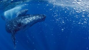 ‘Progressive Recovery’ of 25K South Atlantic Humpback Whales. In 1950s there were 450