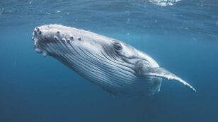 Whales Face New Threats From Humans Despite Conservation Efforts