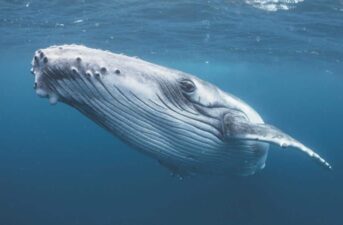 Whales Face New Threats From Humans Despite Conservation Efforts