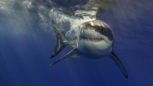 Climate Crisis Is Pushing California’s Great White Sharks North