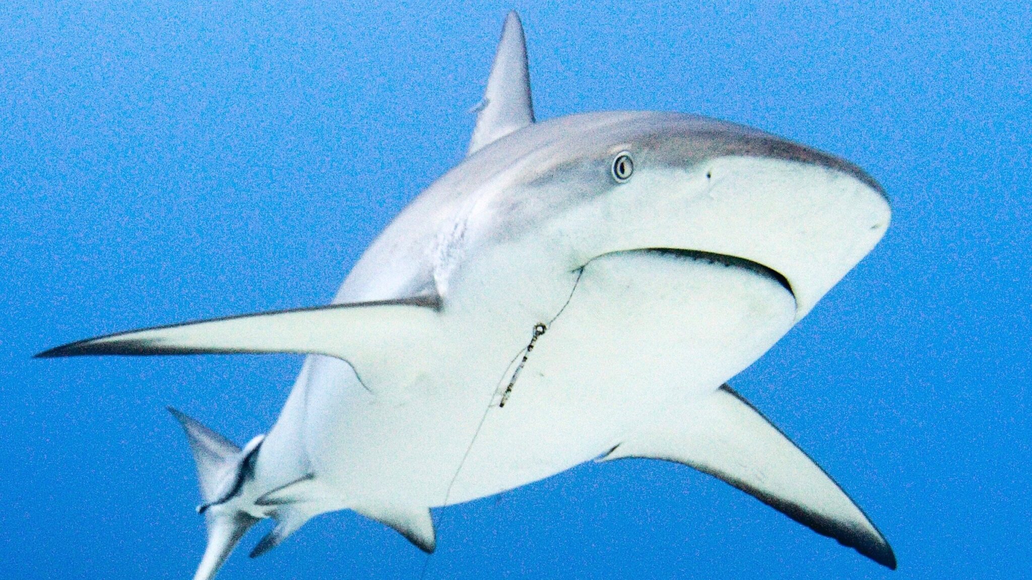 House Passes Legislation Banning The U.S. Shark Fin Trade