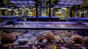 Lab-Grown Corals May Prevent Reef Bleaching
