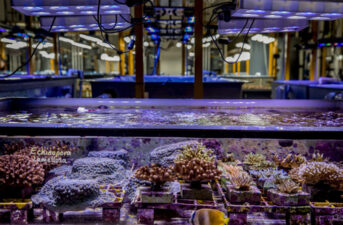 Lab-Grown Corals May Prevent Reef Bleaching
