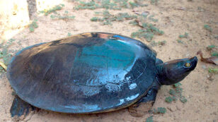 One of the World’s Most Endangered Turtles Nearly Extinct With Fewer Than 10 Left in the Wild
