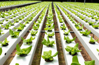 National Organic Standards Board Decrees That Hydroponic Can Be Organic