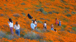 California Superbloom Is One Town’s #PoppyNightmare