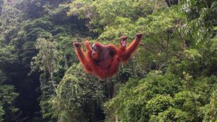 Norway to Ban Deforestation-Linked Palm Oil Biofuels in Historic Vote
