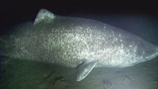 Caught on Camera: Ancient Greenland Sharks