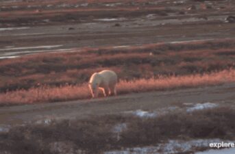 WATCH LIVE CAM: Annual Polar Bear Migration