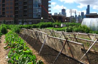 54 Million People in the U.S. May Go Hungry During the Pandemic — Can Urban Farms Help?