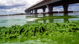‘Guacamole-Thick’ Algae Takes Over Florida’s Atlantic Coast, 4 Counties Declare State of Emergency