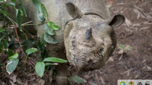 See Stunning Footage of World’s Most Threatened Rhino