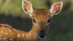 Species Snapshot: The Large-Antlered Muntjac Faces a ‘Quiet Extinction’