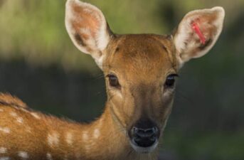Species Snapshot: The Large-Antlered Muntjac Faces a ‘Quiet Extinction’