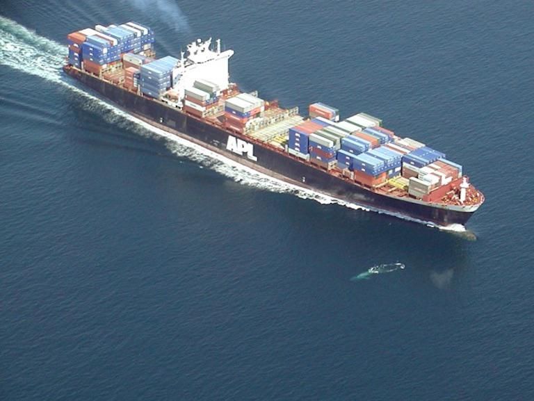 A container ship passes close to a surfacing blue whale off California.