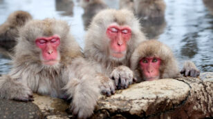 57 Snow Monkeys Euthanized for Carrying ‘Alien’ Genes
