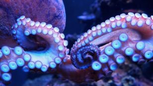 You’re Not So Different From an Octopus: Rethinking Our Relationship to Animals