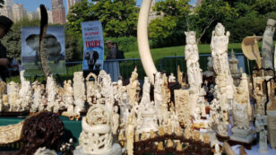 Nearly 2 Tons of Ivory Crushed Today in New York City’s Central Park