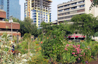 Urban Gardening 101: How to Deal With Contaminated Soil