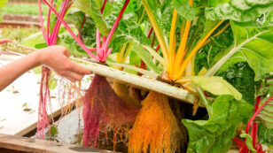 6 Innovative Farmers That Will Change Your Perception of What It Means to Grow Food