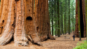 Ireland to Plant Largest Grove of Redwood Trees Outside of California