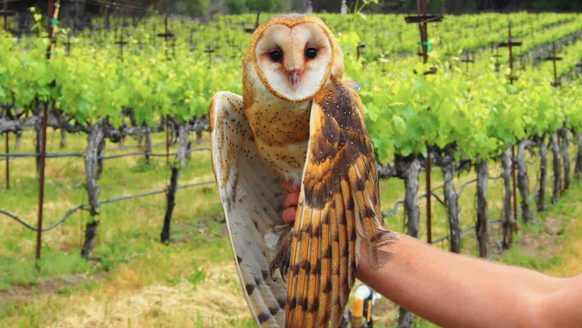 ​Graduate students at Humboldt State University are using owls to protect vineyards from rodents.
