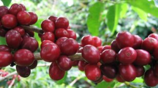 Coffee Price Hike Is a Sign of Climate Change