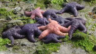 Starfish Make Comeback After Mysterious Melting Disease