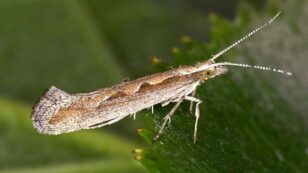 Will New York Become the First State to Allow Genetically Engineered Moths?