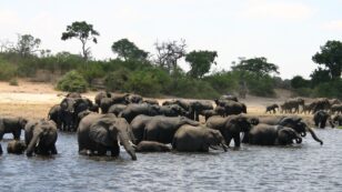 87 Elephants Killed for Ivory Near Botswana Sanctuary