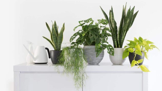 The Best Houseplants for Your Indoor Garden