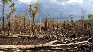 Degraded Tropical Forests Now Release More Carbon Than They Store, New Study Finds