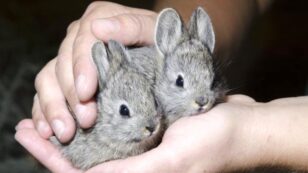 Fast-Moving Fires Killed Nearly Half of These Endangered Washington Rabbits